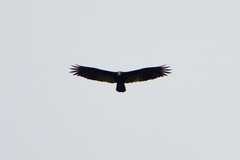 Cathartes melambrotus