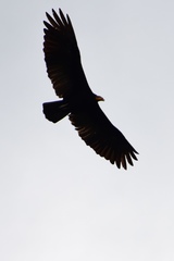 Cathartes melambrotus