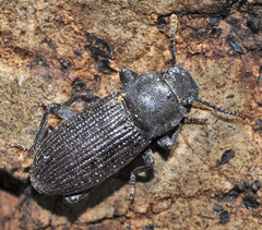 Phylan subcylindricus