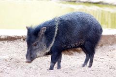 Pecari