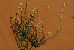 Sisymbrium erysimoides