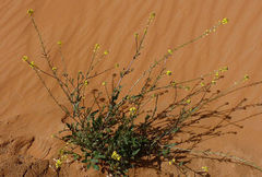 Sisymbrium erysimoides