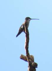 Heliomaster squamosus