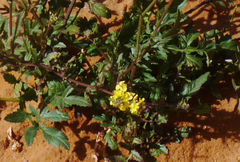 Sisymbrium erysimoides