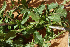 Sisymbrium erysimoides