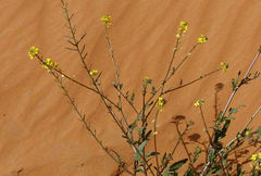 Sisymbrium erysimoides