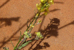 Sisymbrium erysimoides