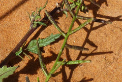 Sisymbrium erysimoides