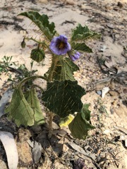 Solanum pungetium