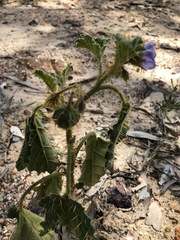 Solanum pungetium