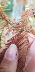 Taxodiomyia taxodii