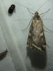 Loxostege sticticalis
