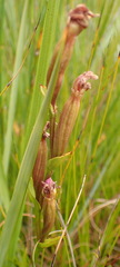Disperis paludosa