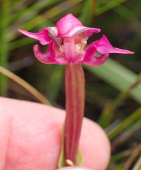 Disperis paludosa