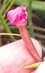 Disperis paludosa