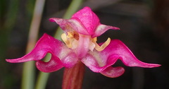 Disperis paludosa