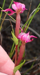 Disperis paludosa