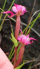 Disperis paludosa