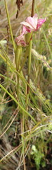 Disperis paludosa