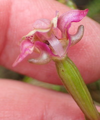 Disperis paludosa