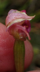 Disperis paludosa