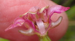Disperis paludosa