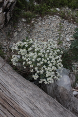 Crambe maritima