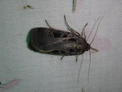 Pseudohermonassa tenuicula