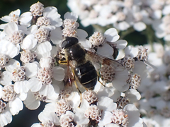 Eristalis rupium