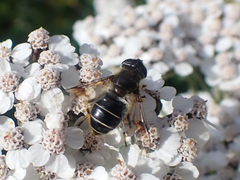 Eristalis rupium