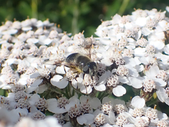 Eristalis rupium