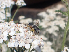 Eristalis rupium
