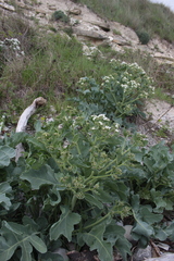 Crambe maritima
