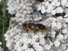 Eristalis rupium