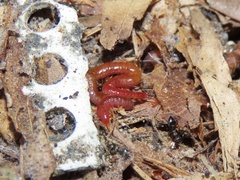 Strigamia bothriopus