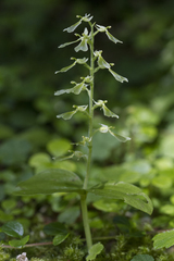 Neottia convallarioides