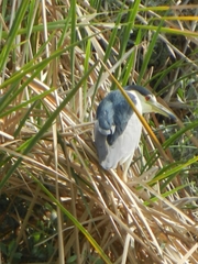 Nycticorax