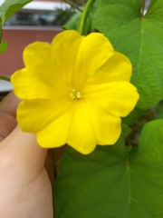 Tracheophyta