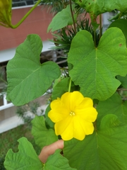 Tracheophyta