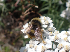 Bombus mckayi