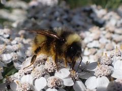 Bombus mckayi
