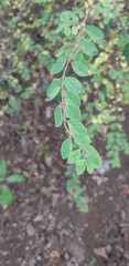 Symphoricarpos microphyllus