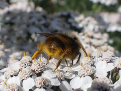 Bombus mckayi