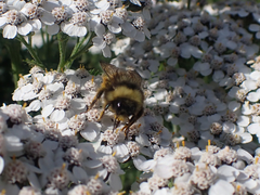 Bombus mckayi