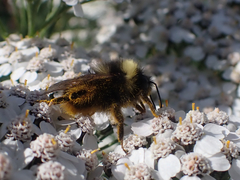 Bombus mckayi