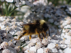 Bombus mckayi