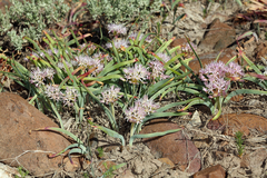 Allium anceps