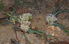 Allium anceps