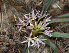Allium anceps