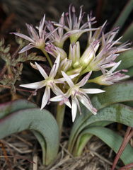 Allium anceps